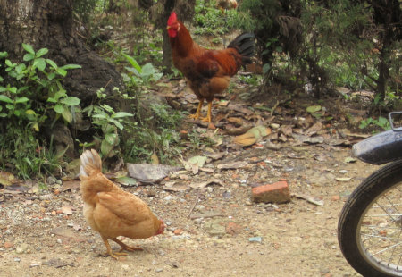 フエのミンマン帝陵の駐車場付近の鶏