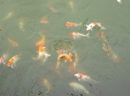 フエのミンマン帝陵の池の鯉