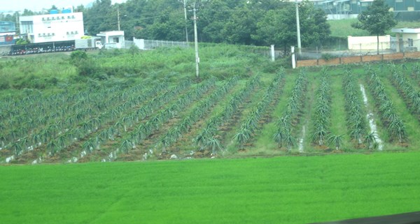 高速道路から見たベトナムのドラゴンフルーツ畑