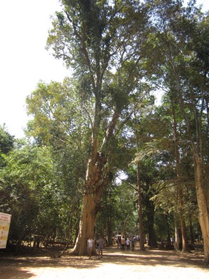 タ・プローム付近の木