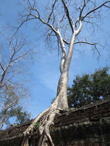 タ・プロームの建物の上に伸びる木