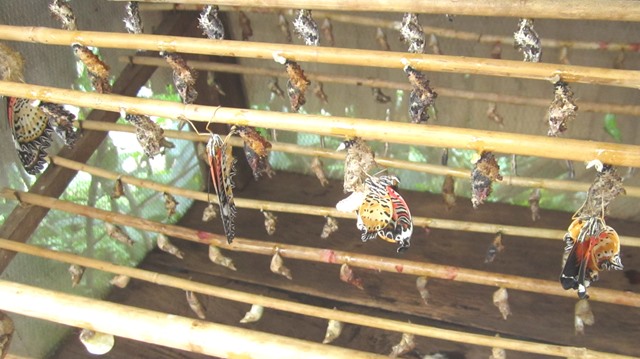 バンテアイ・スレイ・バタフライセンターの巣箱の中で羽化した蝶