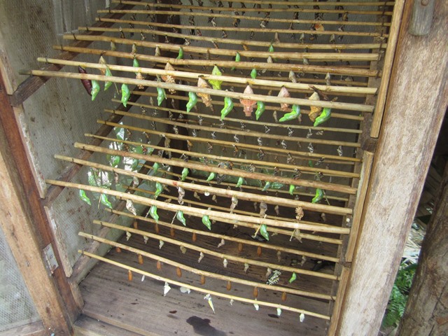 バンテアイ・スレイ・バタフライセンターの巣箱の中のサナギ