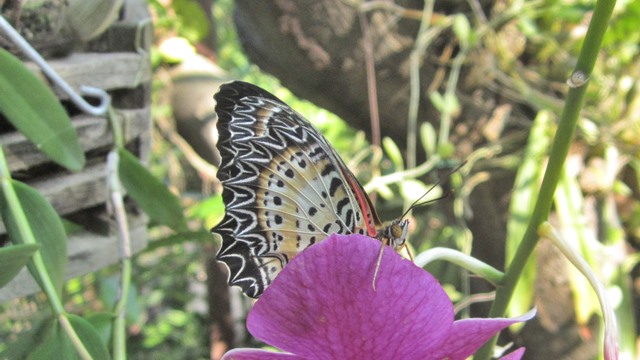 花に止まる蝶
