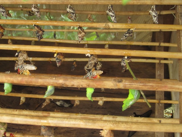 バンテアイ・スレイ・バタフライセンターの巣箱の中の羽化直前のサナギ