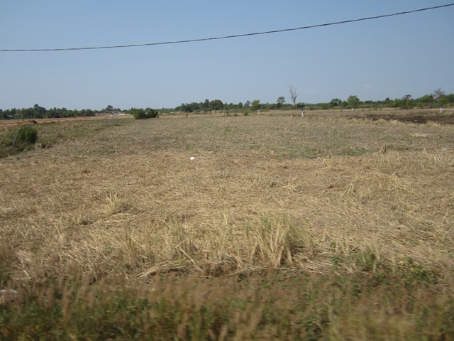 アンコール遺跡群郊外の道沿いの畑か草原