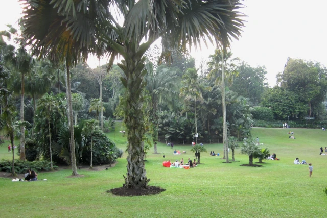 シンガポール植物園の芝生