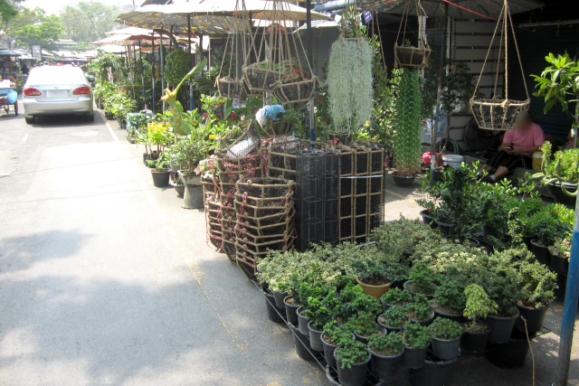 チャトゥチャック植物市の店舗が並ぶ様子