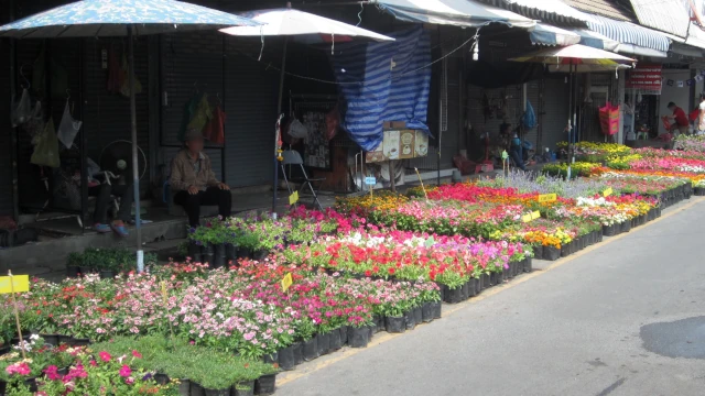 チャトゥチャック植木市で道に並べられている花