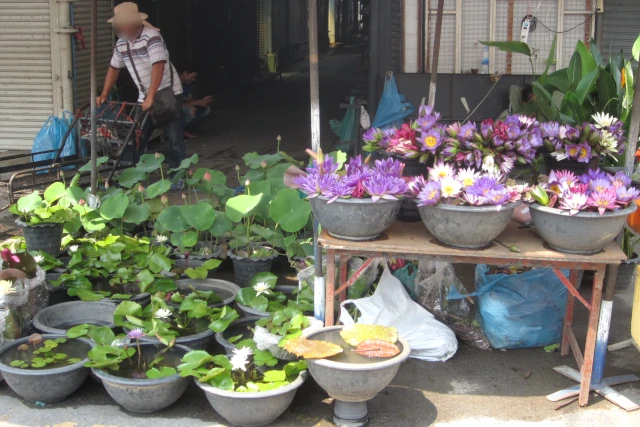 チャトゥチャック植木市で売られている蓮のような花など