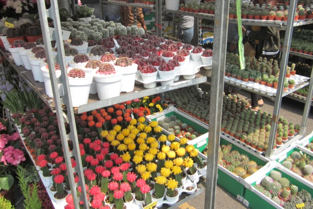 チャトゥチャック植物市に出品されている色とりどりのサボテン