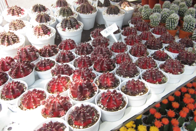 チャトゥチャック植物市に出品されている赤いサボテン
