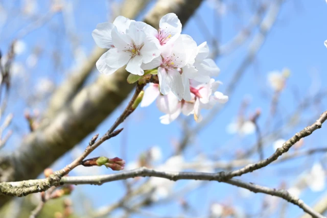 仙巌園の桜の花