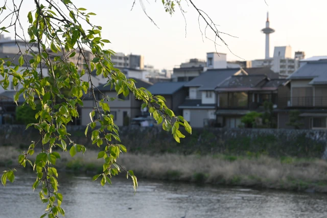 鴨川の向こうに小さく京都タワーが見える