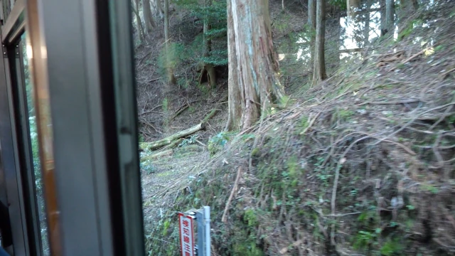坂本ケーブル車内からの眺め。木がある