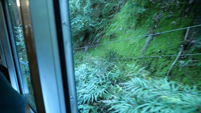 坂本ケーブル車内からの眺め。笹がある。