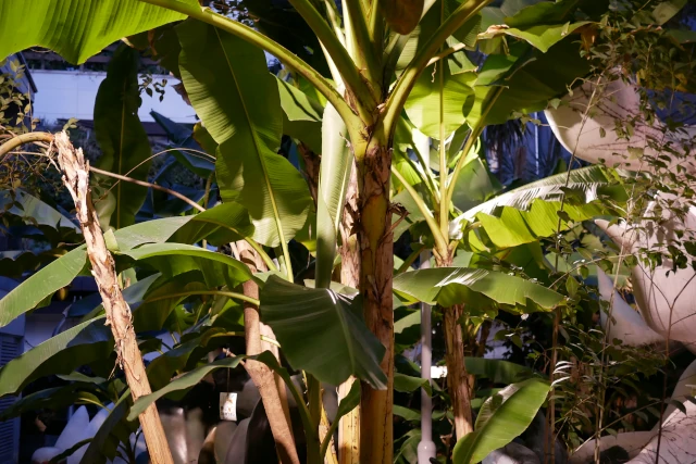 岡本太郎記念館の庭の南国風植物