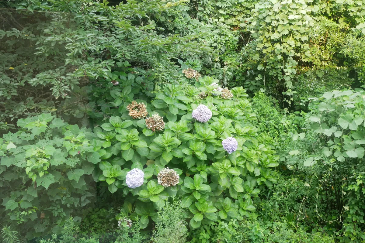牟岐線車窓の紫陽花