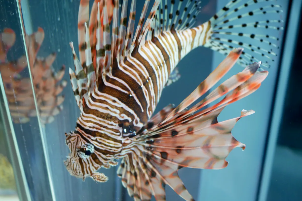廃校水族館のハナミノカサゴ