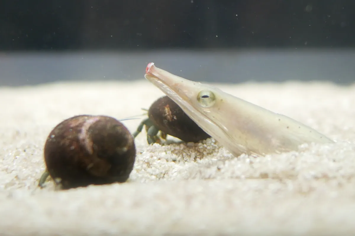 廃校水族館のダイナンウミヘビ