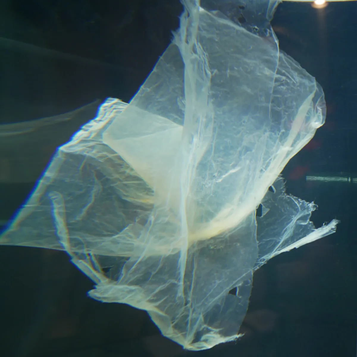 廃校水族館海洋ゴミの展示