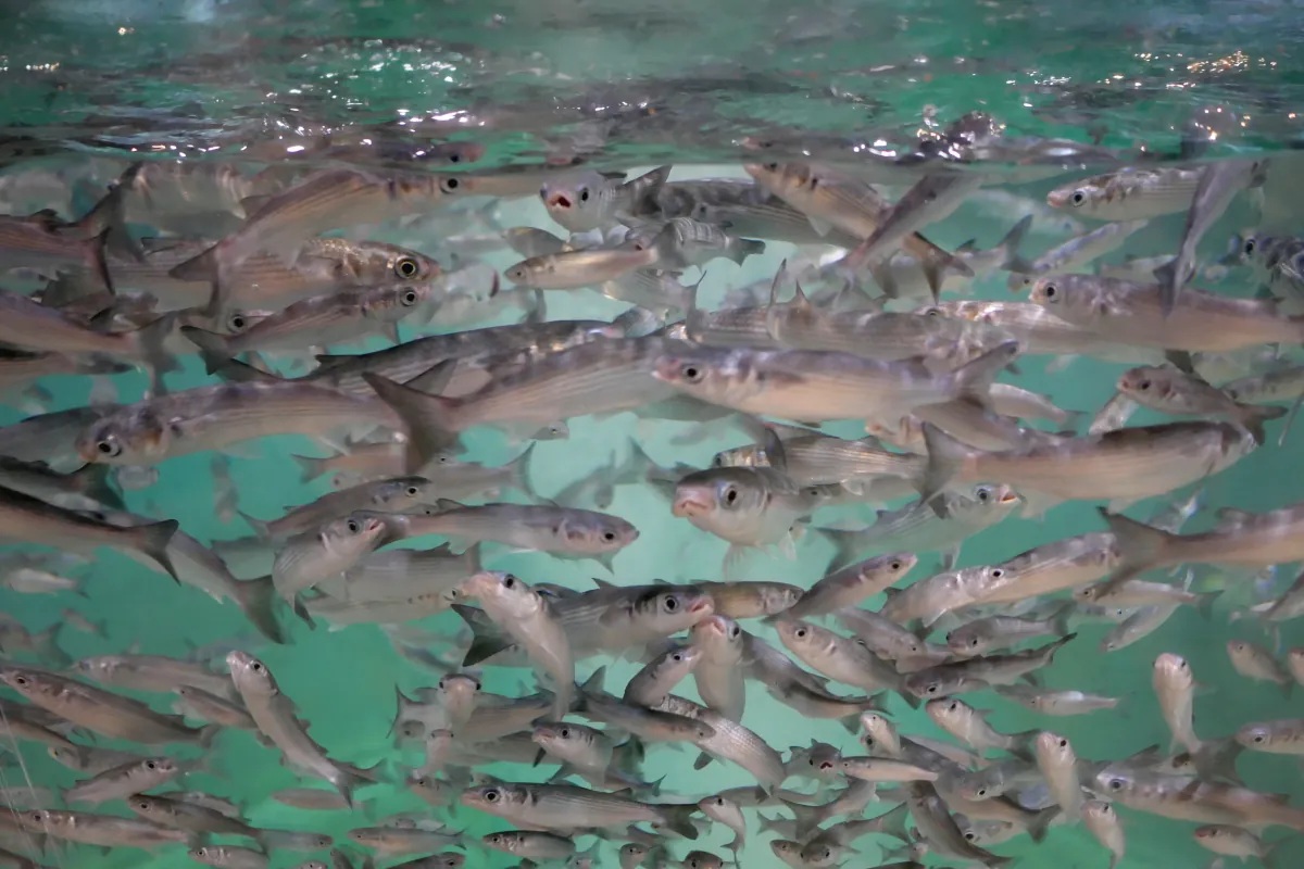 廃校水族館のボラの群れ