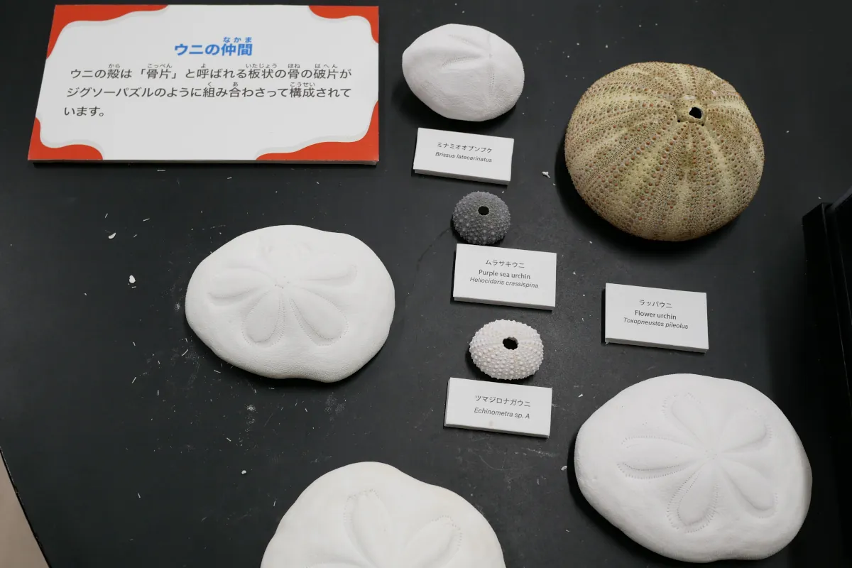ウニの殻(骨片)の標本