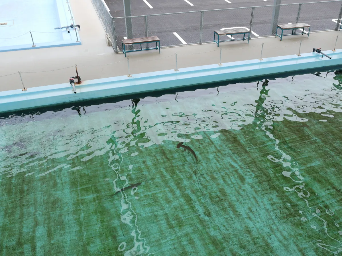 廃校水族館のプールを上から見る