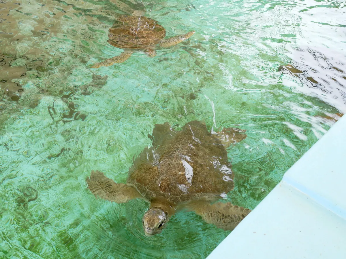 廃校水族館のプールを泳ぐウミガメ