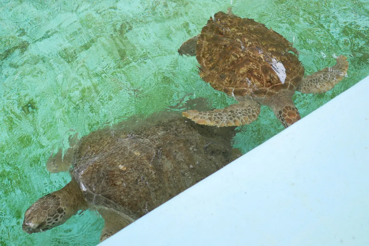 廃校水族館のプールを泳ぐウミガメ