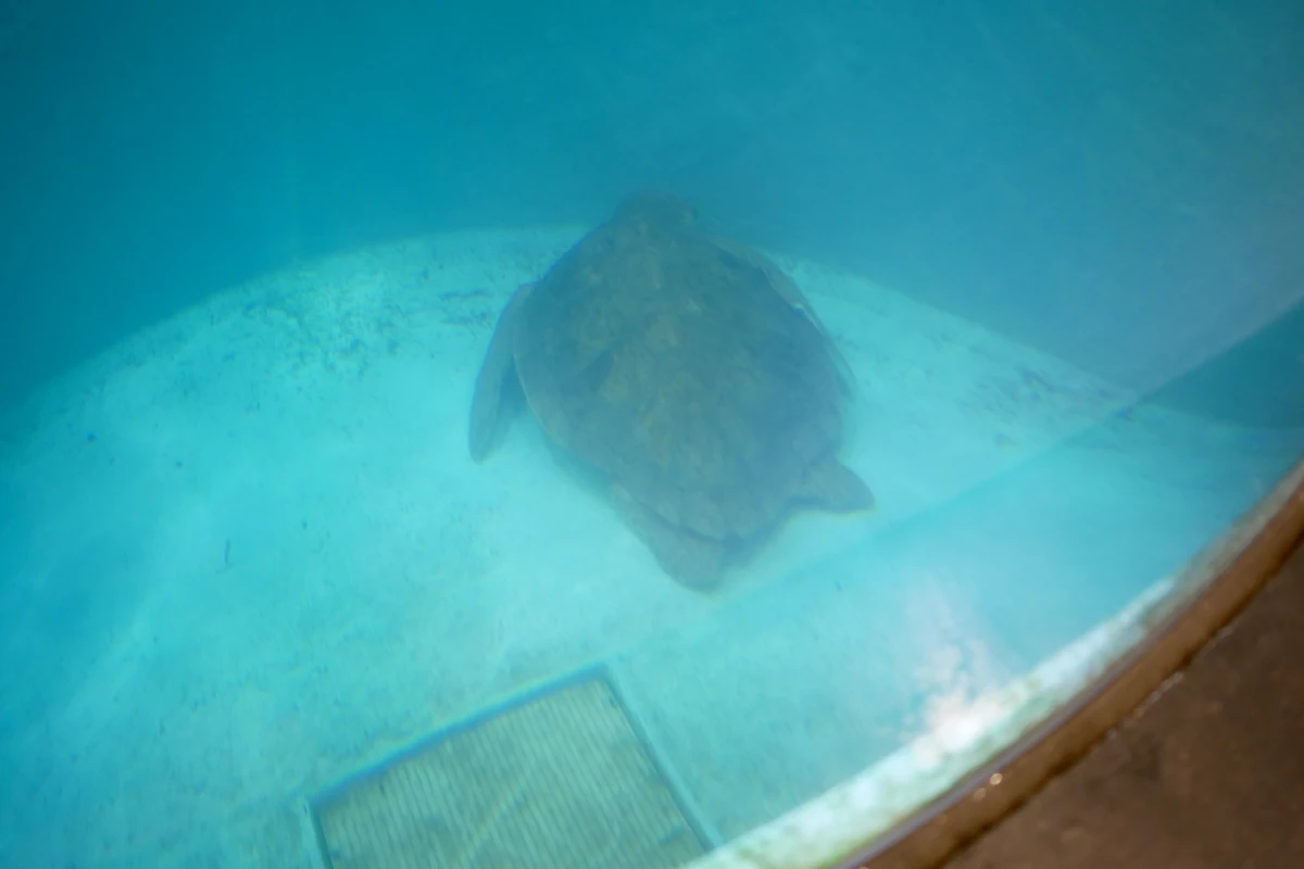 廃校水族館の屋内水槽のウミガメ