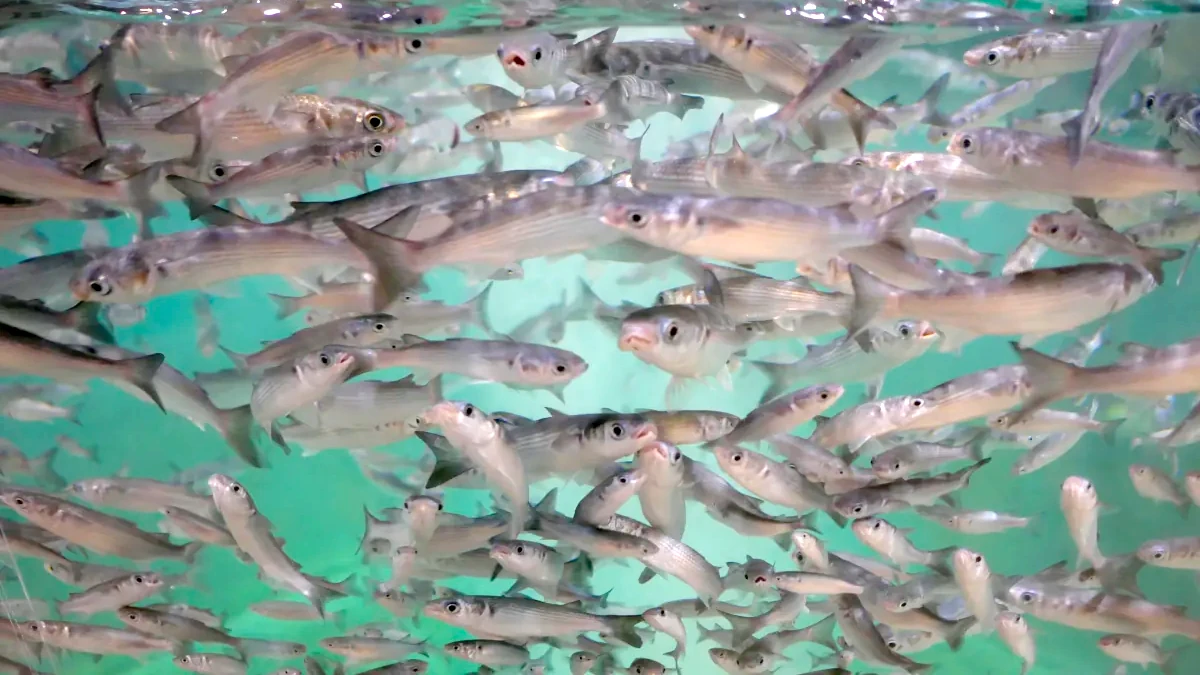 廃校水族館のボラの群れ