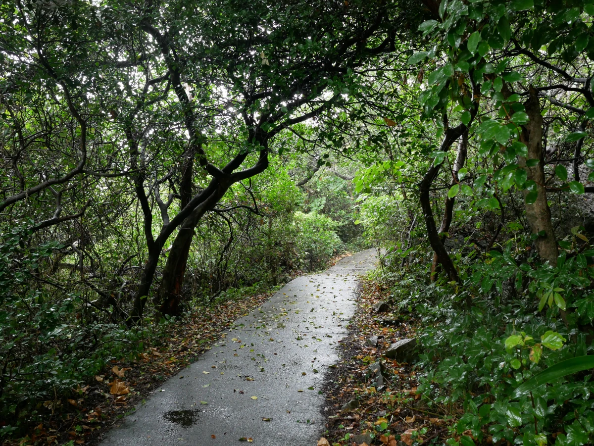 木々がトンネルのようになっている室戸岬の遊歩道