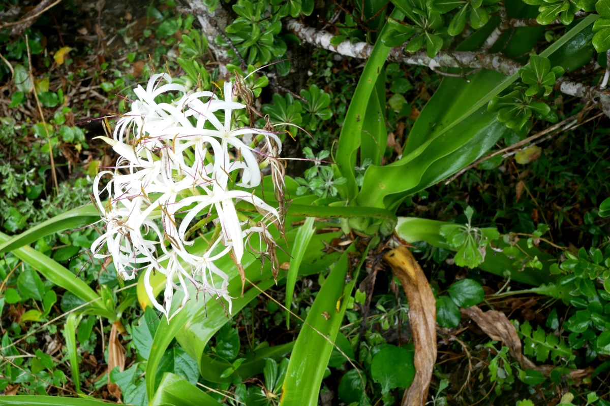 ハマユウの花